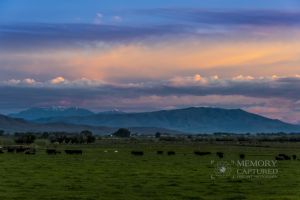 cattle sunrise_1-c62.jpg